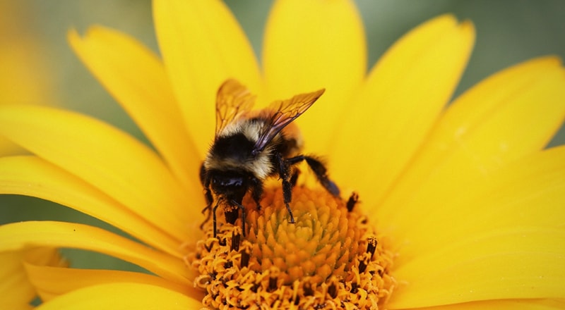 There is a Solution to Allergies, really