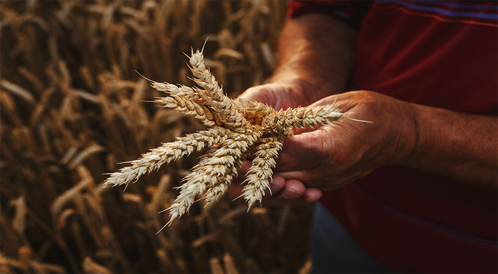 Wheat is a Threat to Your Health – Even if you’re not a Celiac