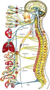 chiro_spine-nervous-systems_optimized
