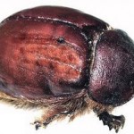 cochineal_beetle