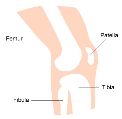 knee-joint