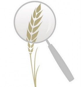 lwheat-under-magnifying-glass