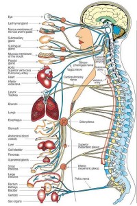 nervous-system-connected-organs_optimized