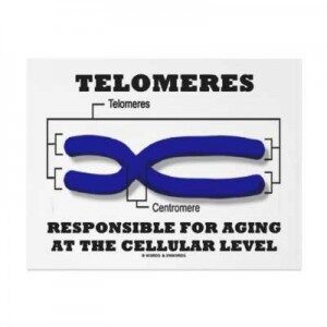 telomeres_400_optimized